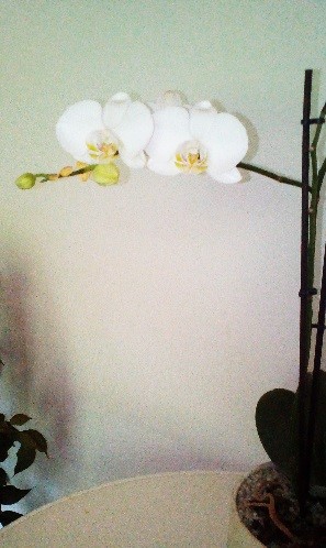 Orchidee nach der Behandlung mit Zeolith