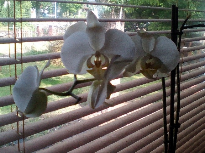 Orchidee nach der Behandlung mit Zeolith