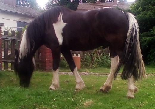 Pferd Paddy nach der Behandlung
